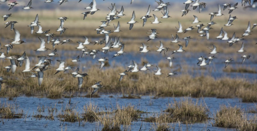 Foto: Erik Kristiansen, Skjern Fotoklub (fra Skyfish)